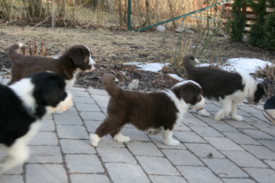 Lily with her littermates